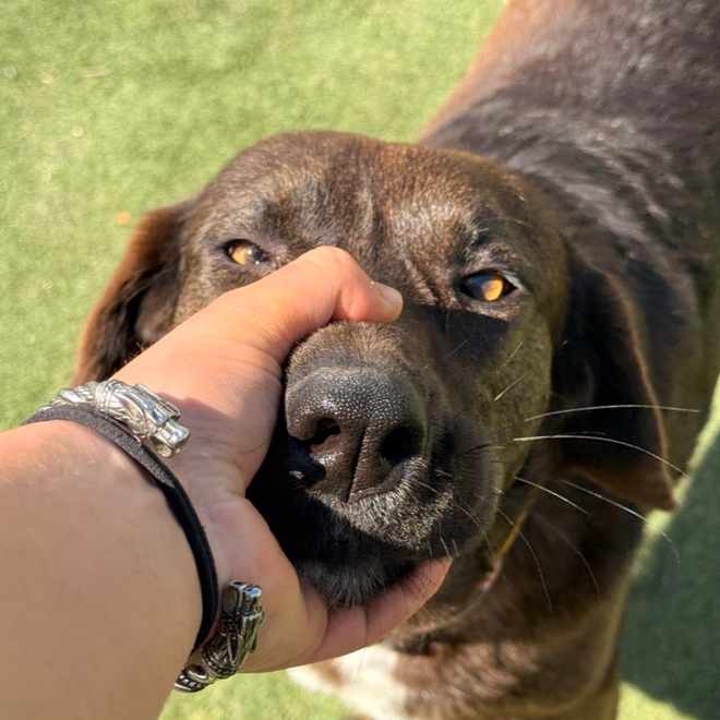 Mão da equipa a fazer uma festinha no focinho de um cão castanho